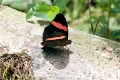 NYMPHALIDAE, Adelpha lara